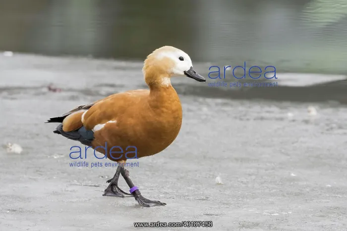 : Ruddy shelduck (Tadorna ferruginea) walks on ice : Ruddy shelduck (Tadorna ferruginea) walks on ice