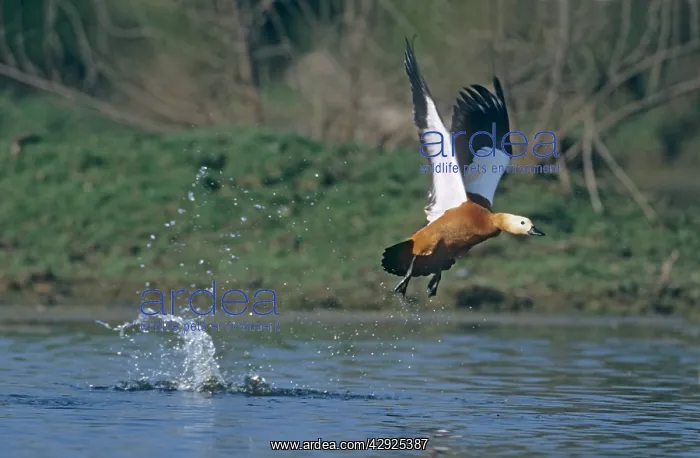 : Ruddy Shelduck - taking off : Ruddy Shelduck - taking off