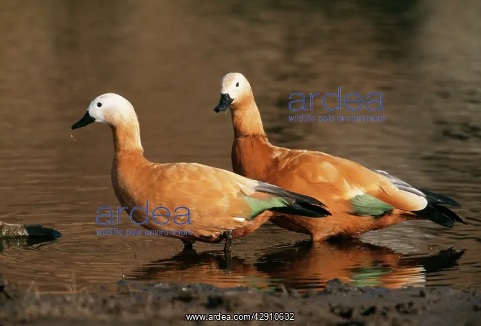 : Ruddy SHELDUCKS : Ruddy SHELDUCKS