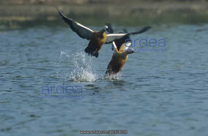 : Ruddy Shelducks taking-off : Ruddy Shelducks taking-off