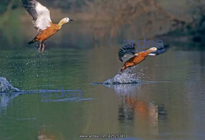 : Ruddy Shelducks - taking off : Ruddy Shelducks - taking off