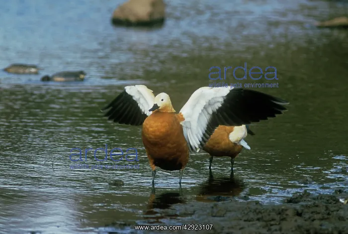 : Ruddy SHELDUCKS- Wings spread : Ruddy SHELDUCKS- Wings spread