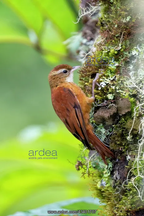: Ruddy Treerunner, Margarornis rubiginosus : Ruddy Treerunner, Margarornis rubiginosus