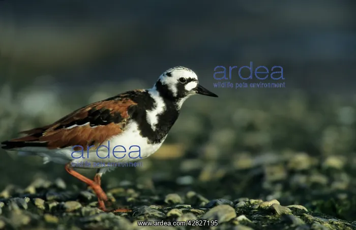 : Ruddy Turnstone : Ruddy Turnstone