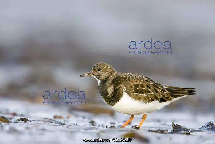 : Ruddy Turnstone : Ruddy Turnstone