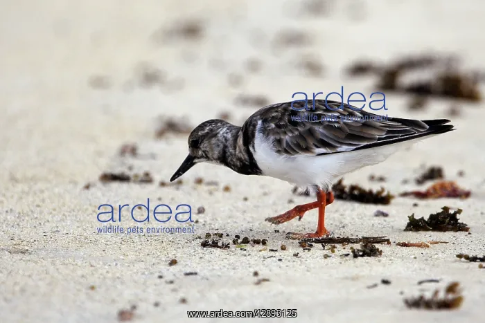 : Ruddy Turnstone : Ruddy Turnstone