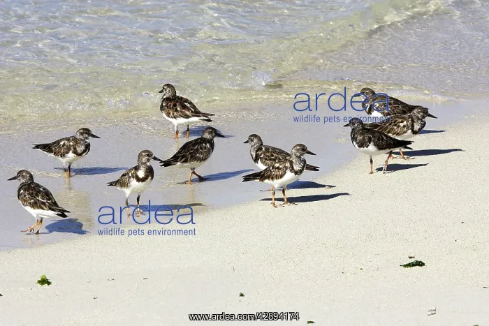: Ruddy Turnstone : Ruddy Turnstone
