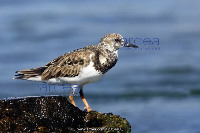 : Ruddy Turnstone : Ruddy Turnstone