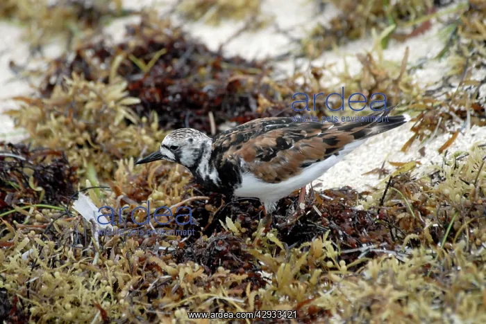: Ruddy Turnstone : Ruddy Turnstone