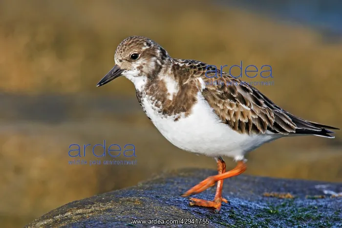 : Ruddy Turnstone : Ruddy Turnstone