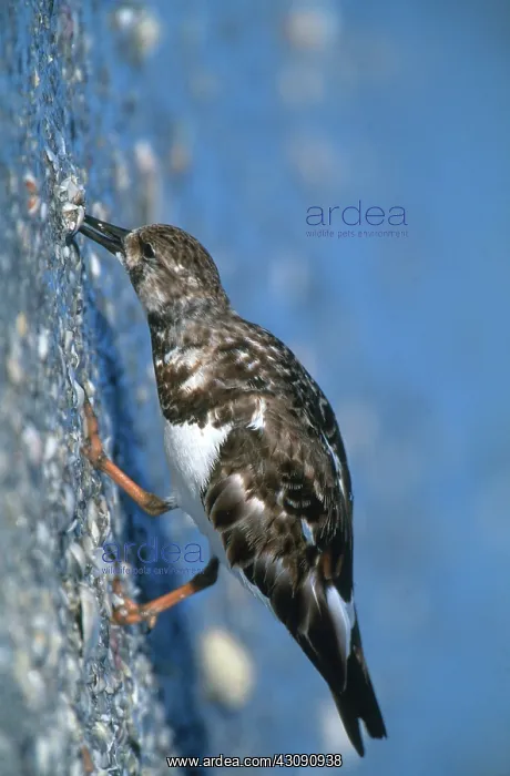 : Ruddy Turnstone : Ruddy Turnstone