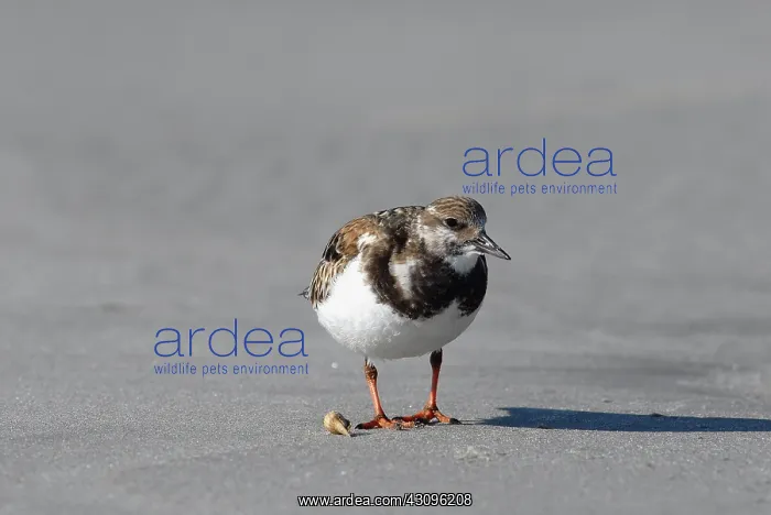 : Ruddy Turnstone : Ruddy Turnstone