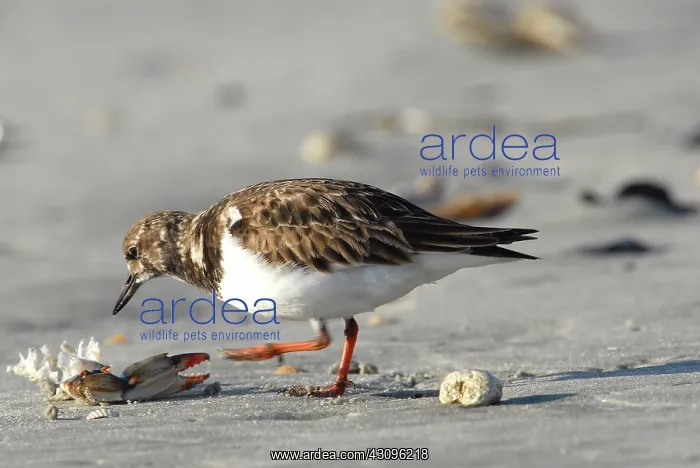 : Ruddy Turnstone : Ruddy Turnstone