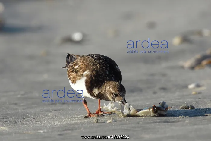 : Ruddy Turnstone : Ruddy Turnstone