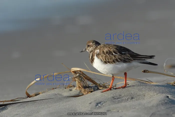 : Ruddy Turnstone : Ruddy Turnstone