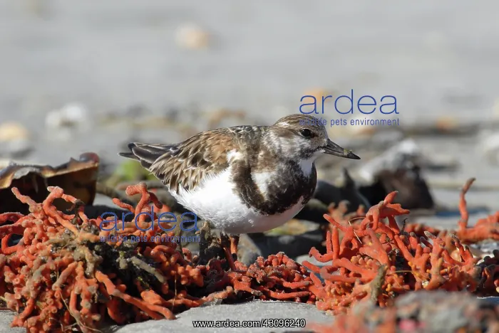 : Ruddy Turnstone : Ruddy Turnstone