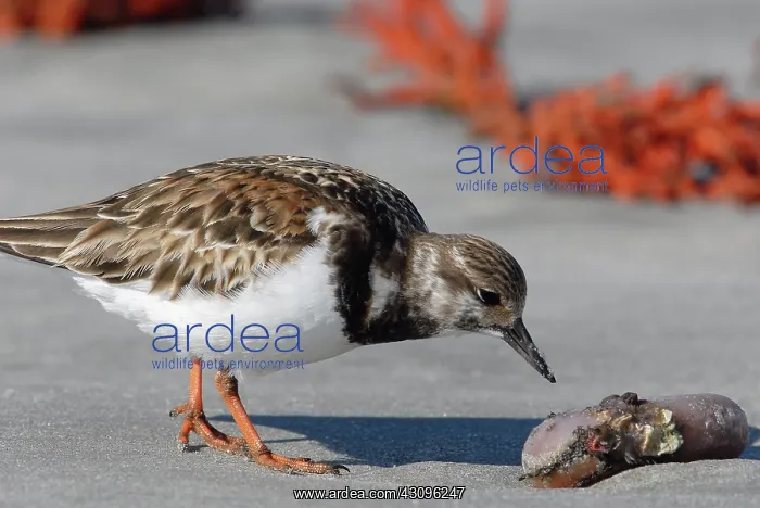 : Ruddy Turnstone : Ruddy Turnstone