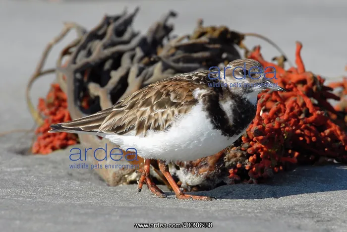 : Ruddy Turnstone : Ruddy Turnstone