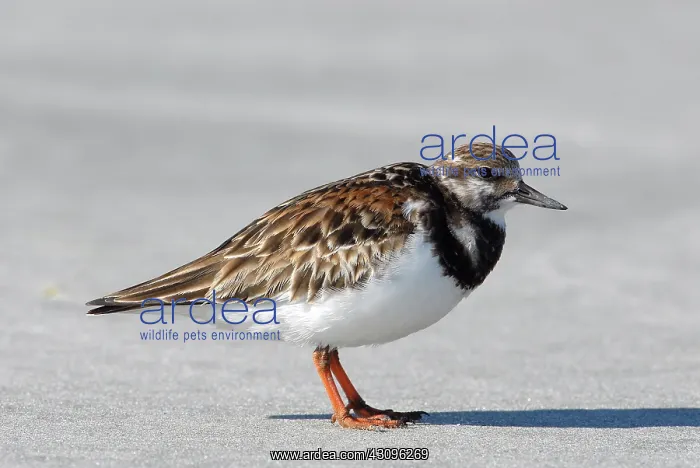 : Ruddy Turnstone : Ruddy Turnstone