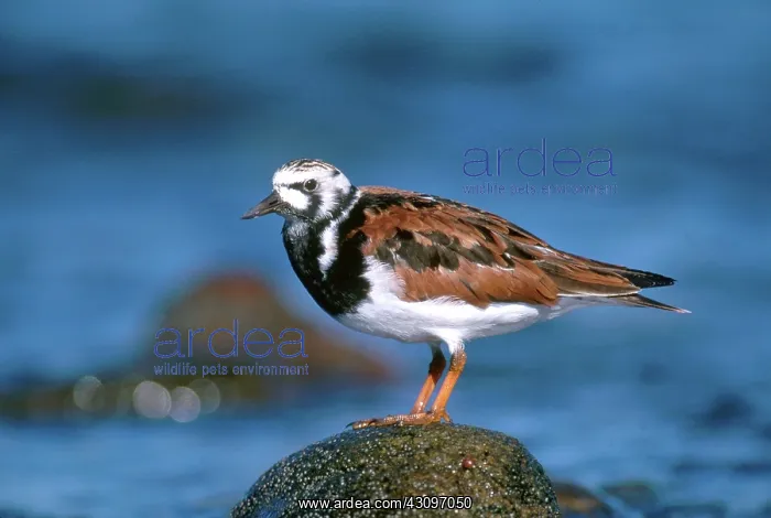 : Ruddy Turnstone : Ruddy Turnstone