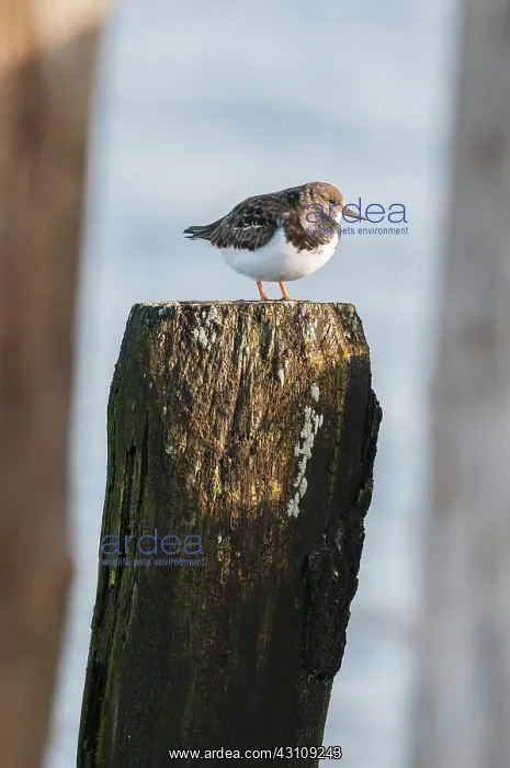: Ruddy Turnstone : Ruddy Turnstone