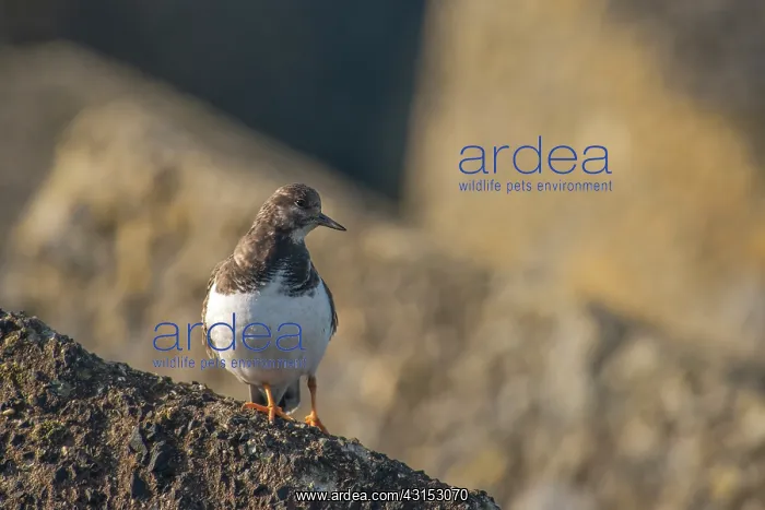 : Ruddy Turnstone : Ruddy Turnstone
