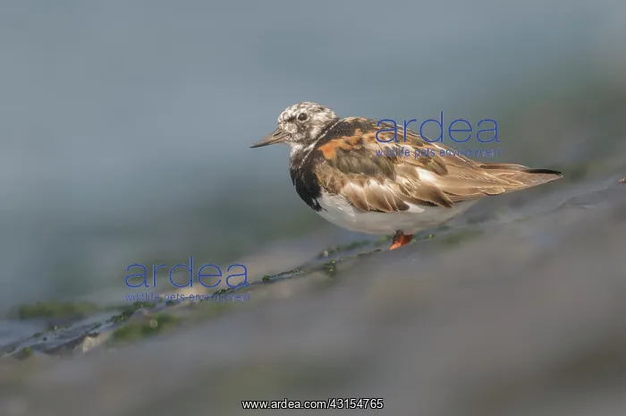 : Ruddy Turnstone : Ruddy Turnstone