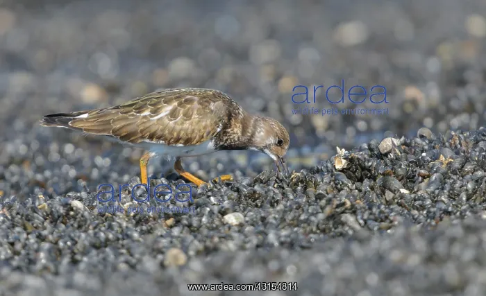 : Ruddy Turnstone : Ruddy Turnstone
