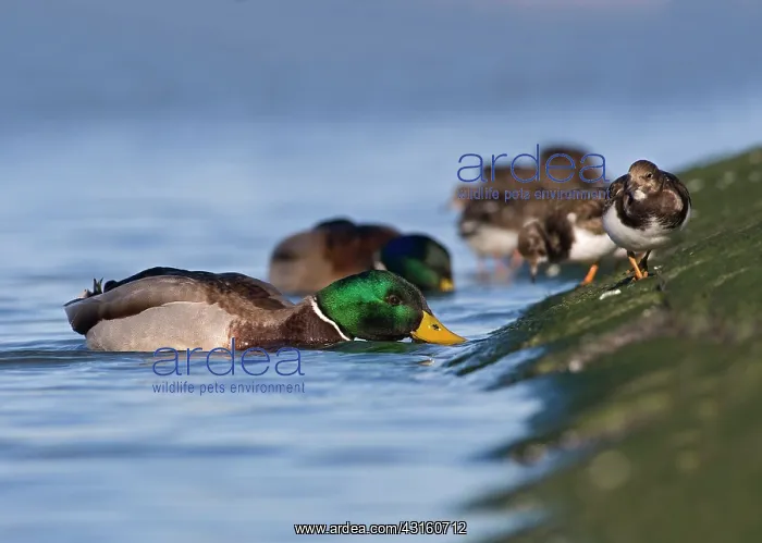 : Ruddy Turnstone : Ruddy Turnstone