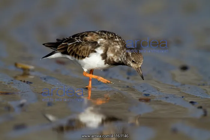 : Ruddy Turnstone : Ruddy Turnstone