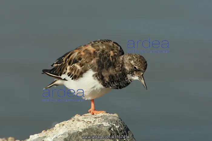 : Ruddy Turnstone : Ruddy Turnstone