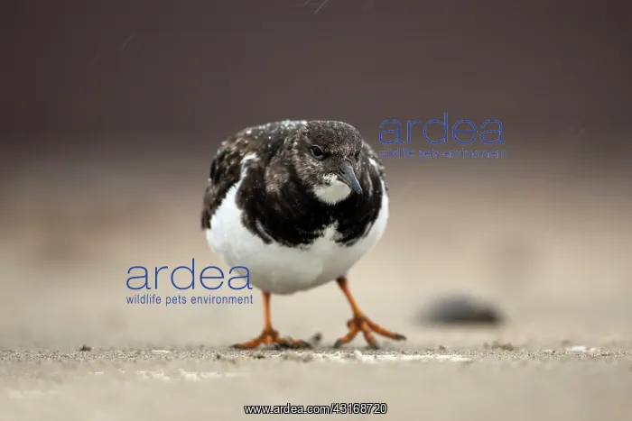 : Ruddy Turnstone : Ruddy Turnstone