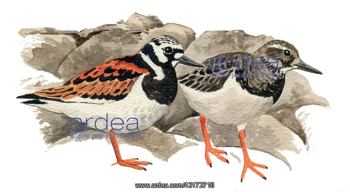 : Ruddy Turnstone : Ruddy Turnstone