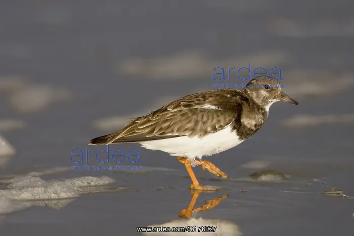 : Ruddy Turnstone : Ruddy Turnstone