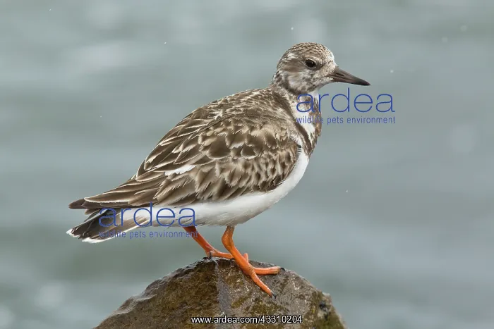 : Ruddy Turnstone : Ruddy Turnstone