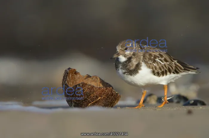 : Ruddy Turnstone : Ruddy Turnstone