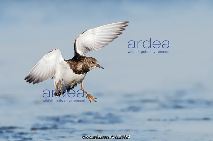 : Ruddy Turnstone : Ruddy Turnstone