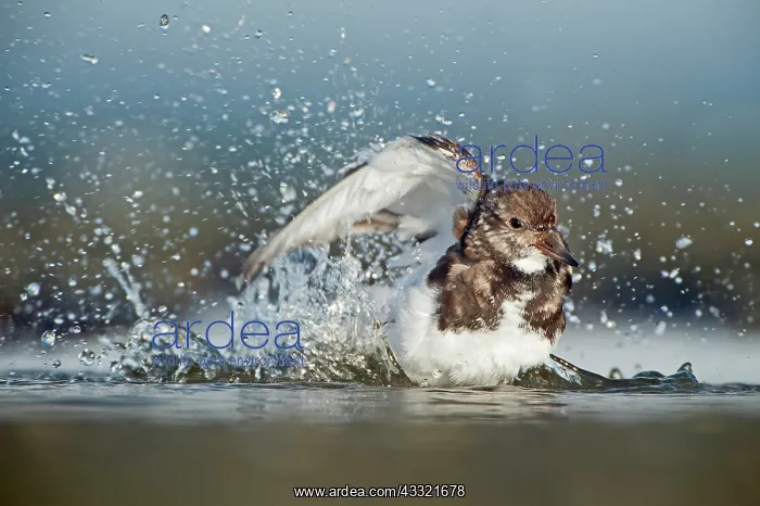 : Ruddy Turnstone : Ruddy Turnstone