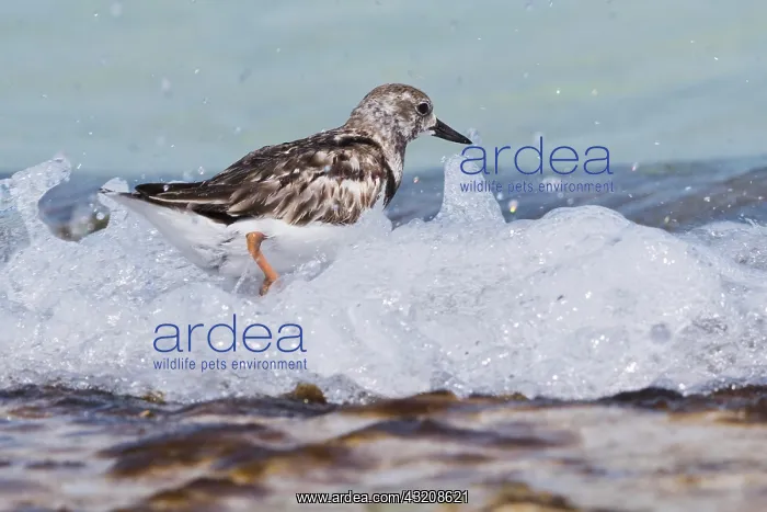 : Ruddy turnstone (Arenaria interpres), Cuba, Central : Ruddy turnstone (Arenaria interpres), Cuba, Central