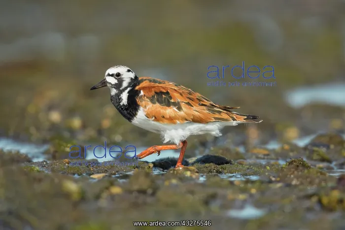 : Ruddy Turnstone, Arenaria interpres. Foraging Connecticut sa : Ruddy Turnstone, Arenaria interpres. Foraging Connecticut sa
