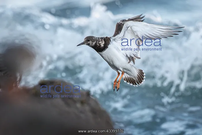 : Ruddy Turnstone (Arenaria interpres) - between the : Ruddy Turnstone (Arenaria interpres) - between the