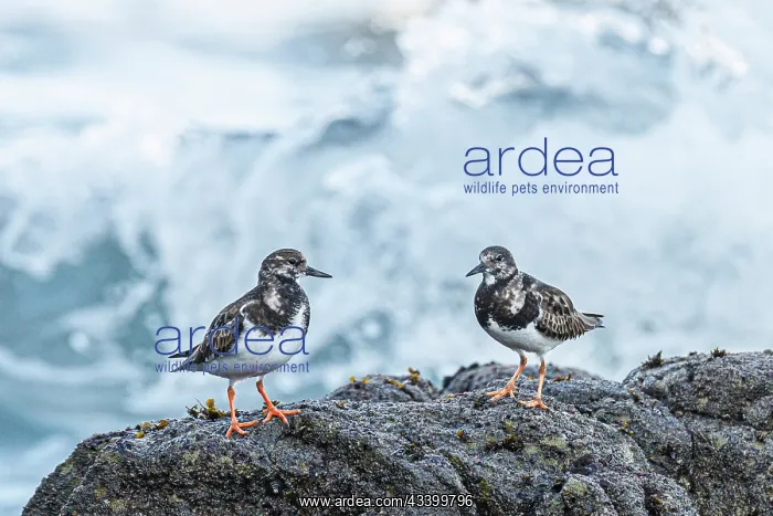 : Ruddy Turnstone (Arenaria interpres) - between the : Ruddy Turnstone (Arenaria interpres) - between the