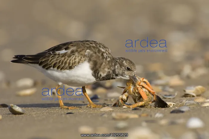 : Ruddy Turnstone (Arenaria interpres) feeding on : Ruddy Turnstone (Arenaria interpres) feeding on