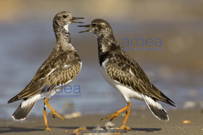 : Ruddy Turnstone (Arenaria interpres) pair fight : Ruddy Turnstone (Arenaria interpres) pair fight