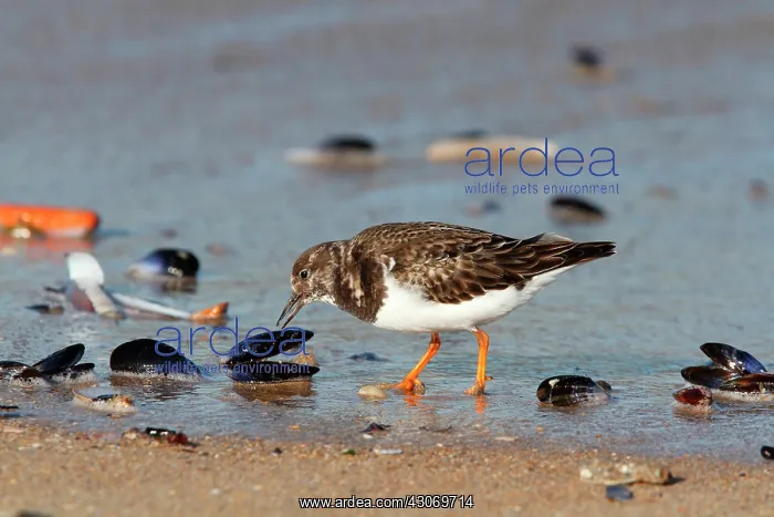 : Ruddy Turnstone ( Arenaria interpres ) in search : Ruddy Turnstone ( Arenaria interpres ) in search