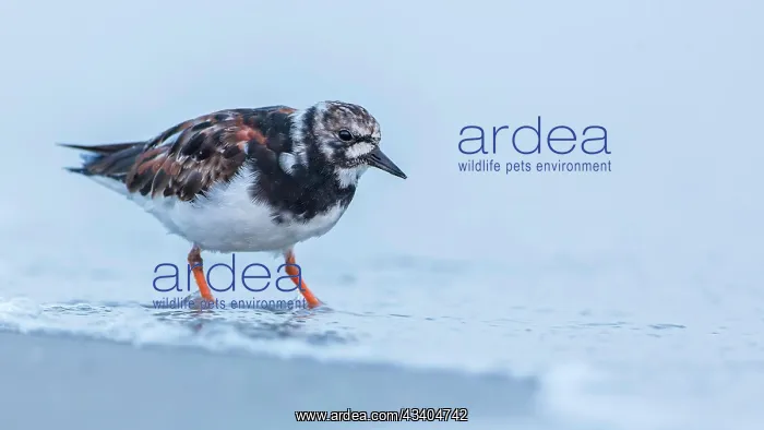 : Ruddy turnstone (Arenaria interpres) Snipe birds : Ruddy turnstone (Arenaria interpres) Snipe birds