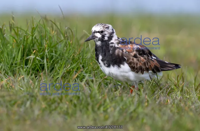 : Ruddy Turnstone (Arenaria interpres) standing i : Ruddy Turnstone (Arenaria interpres) standing i