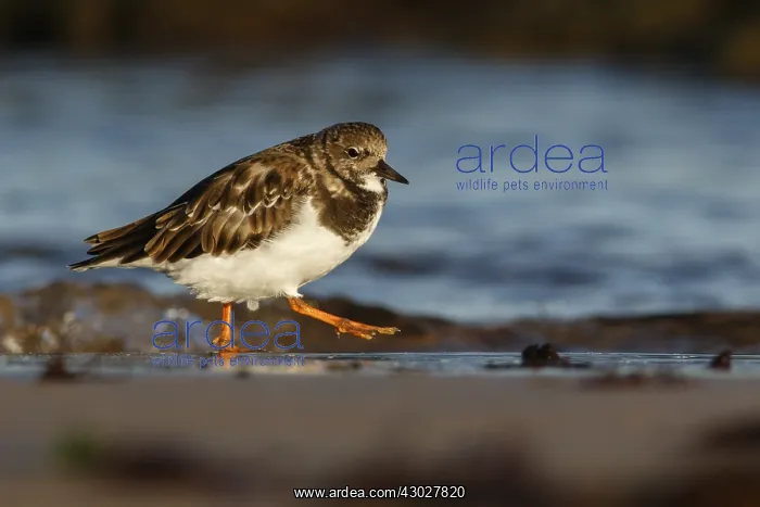 : Ruddy Turnstone - on beach shore - Asturias, Spain : Ruddy Turnstone - on beach shore - Asturias, Spain