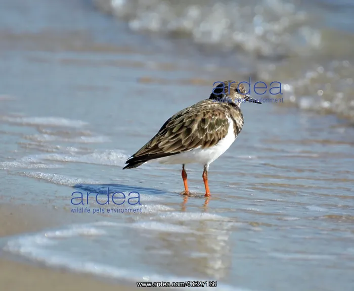 : Ruddy Turnstone - coast : Ruddy Turnstone - coast