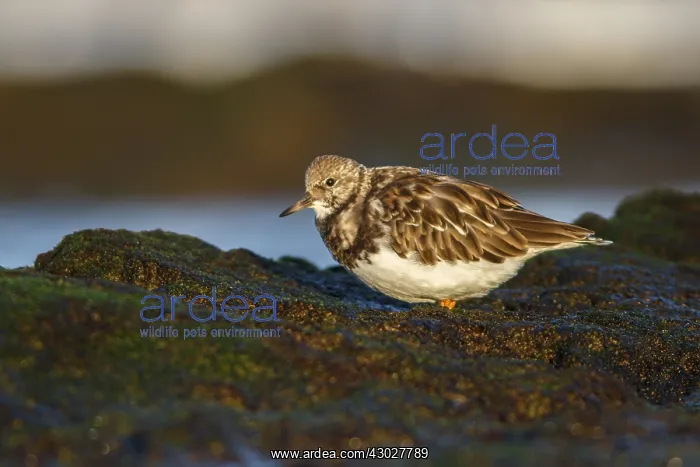 : Ruddy Turnstone - feeding amongst the rocks - Asturias : Ruddy Turnstone - feeding amongst the rocks - Asturias